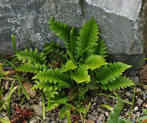 Polystichum-lonchitis_0.jpg