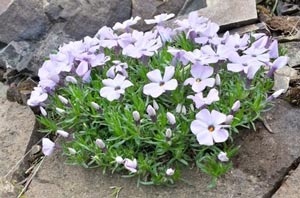 phlox.jpg