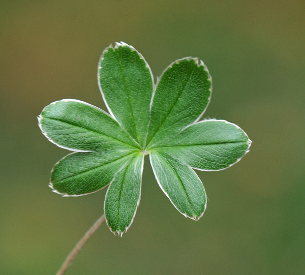 Alchemilla alpina