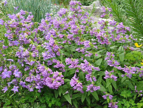 Penstemon serrulatus