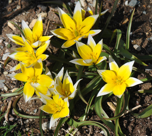 Tulipa tarda