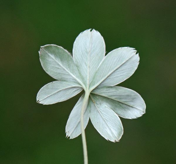 Alchemilla alpina