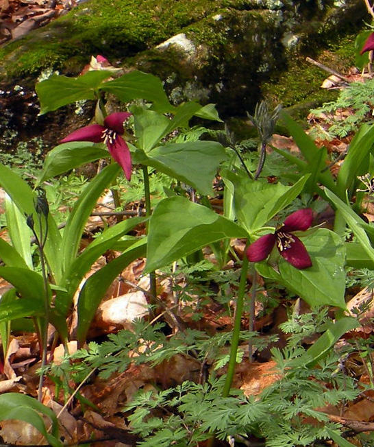 Trillium erectum