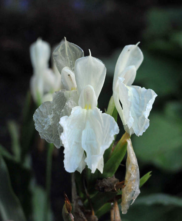 Roscoea cautleyoides, alba form