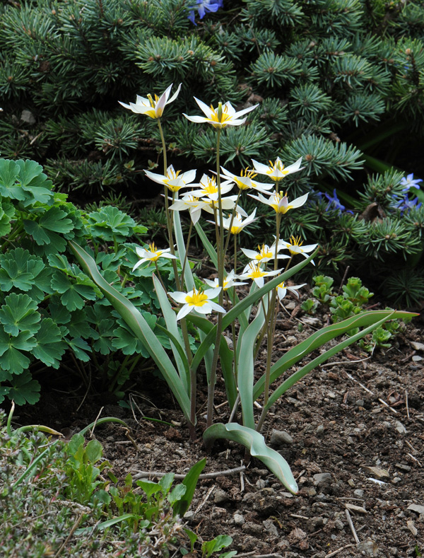 Tulipa turkestanica