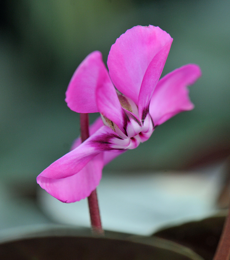 Cyclamen coum