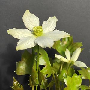 Clematis acerifolia