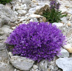 Edraianthus pumilio