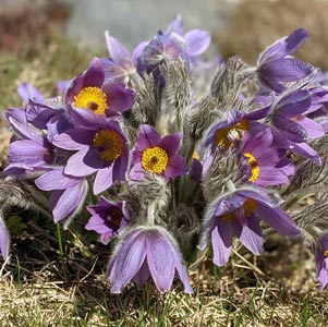 Pulsatilla halleri