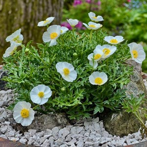 Ranunculus seguieri