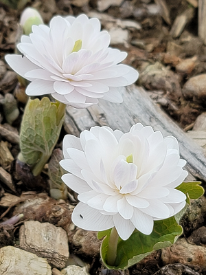 double bloodroot