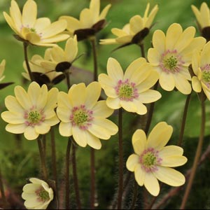 Hepatica nobilis japonica