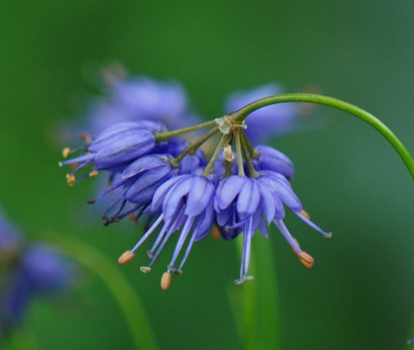 Allium cyaneum