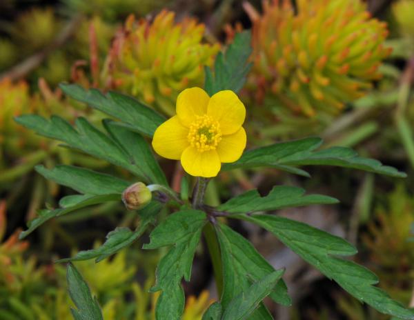 Anemone ranunculoides