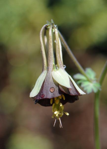 Aquilegia viridiflora