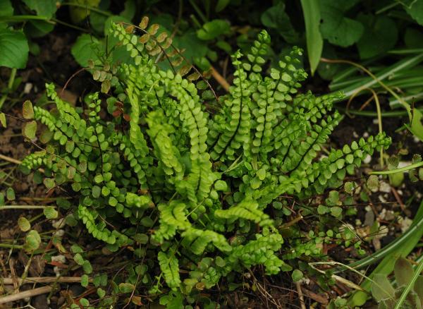 Asplenium trichomanes