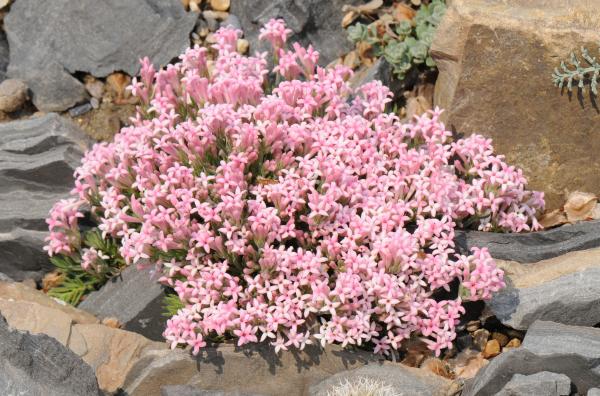 Asperula daphneola