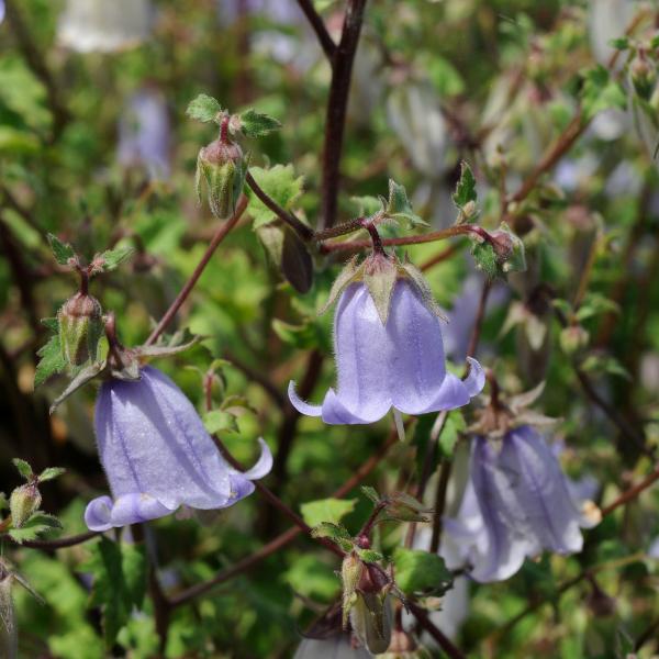 Campanula zangezura; photo by Todd Boland