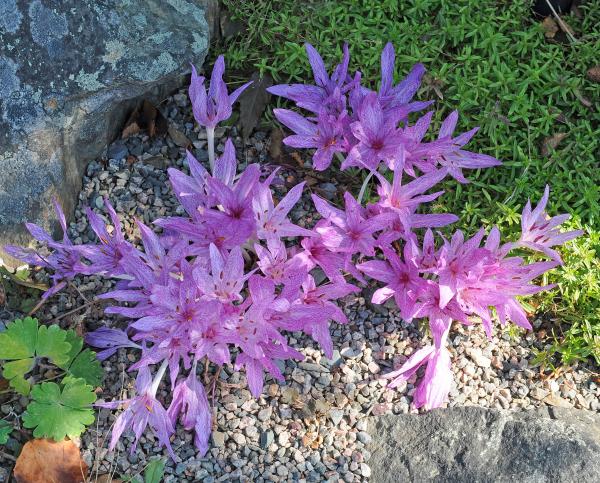 Colchicum agrippinum