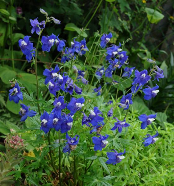 Delphinium kamaonense; photo by Todd Boland