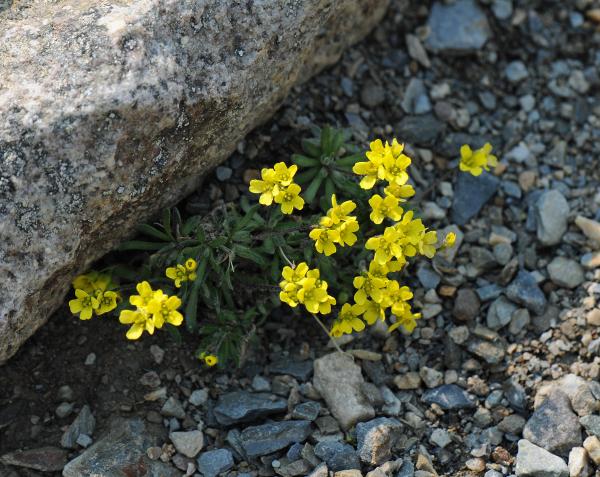 Draba incerta