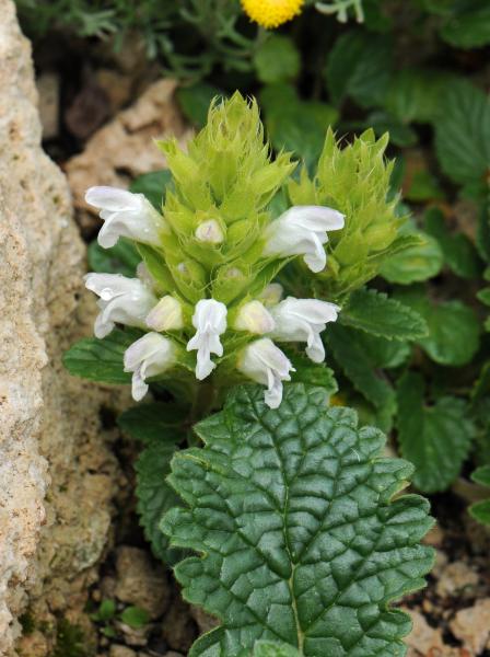 Dracocephalum heterophyllum; photo by Todd Boland