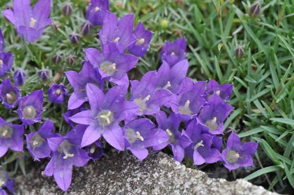 Edraianthus pumilio