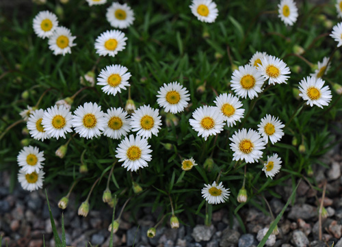 Erigeron hyssopifolius; photo by Todd Boland