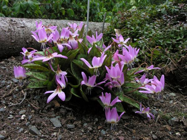 Erythronium dens-canis