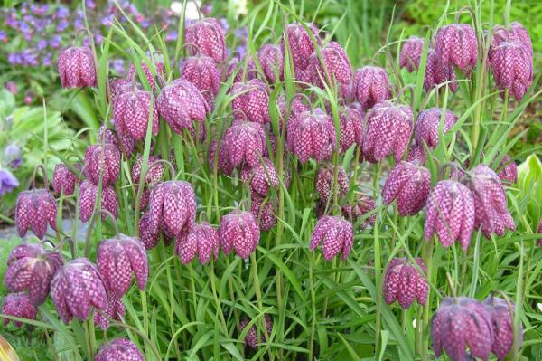 Fritillaria meleagris