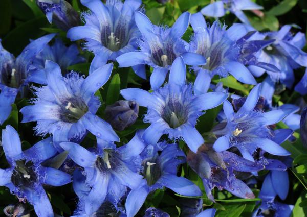 Gentiana septemfida