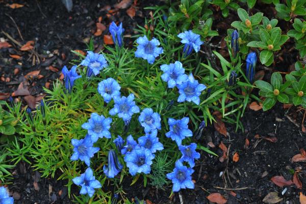 Gentiana sino-ornata