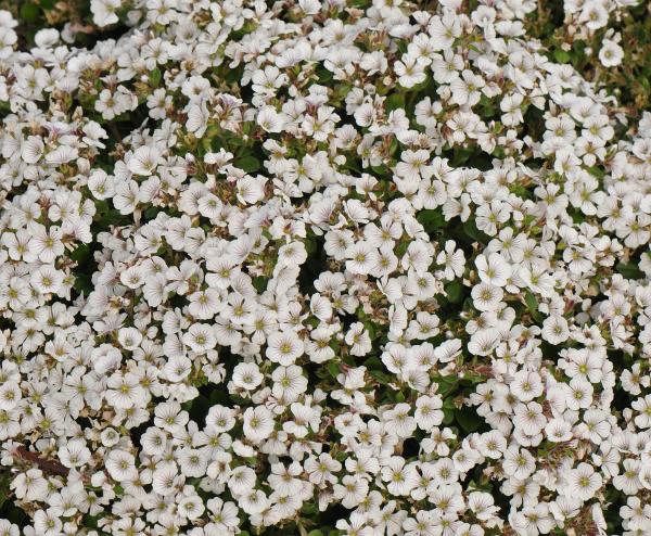 Gypsophila cerastoides