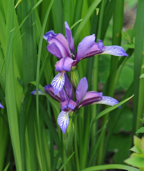 Iris graminea