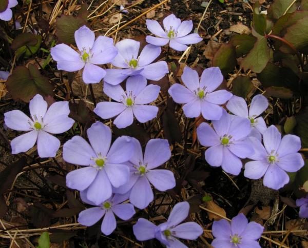 Jeffersonia dubia; photo by Todd Boland