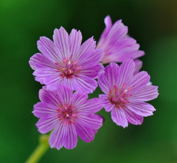 Lewisia columbiana var. rupicola