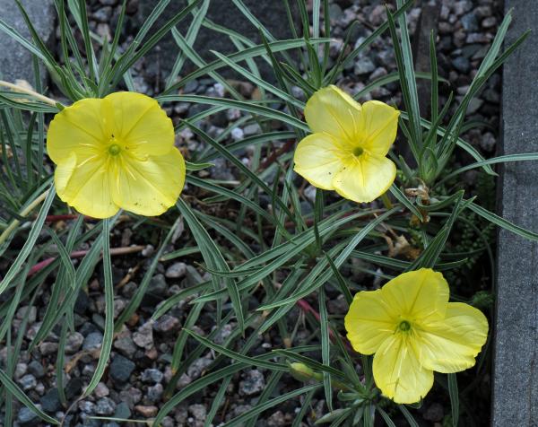 Oenothera macrocarpa ssp. fremontii