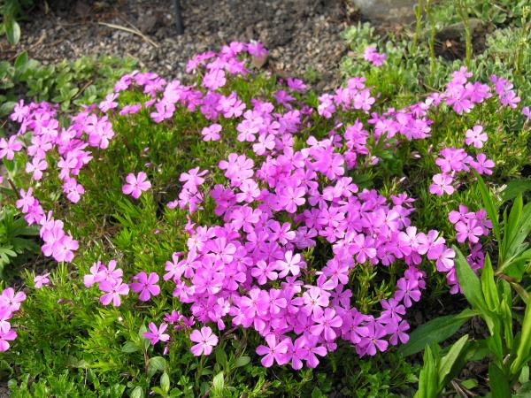 Phlox borealis