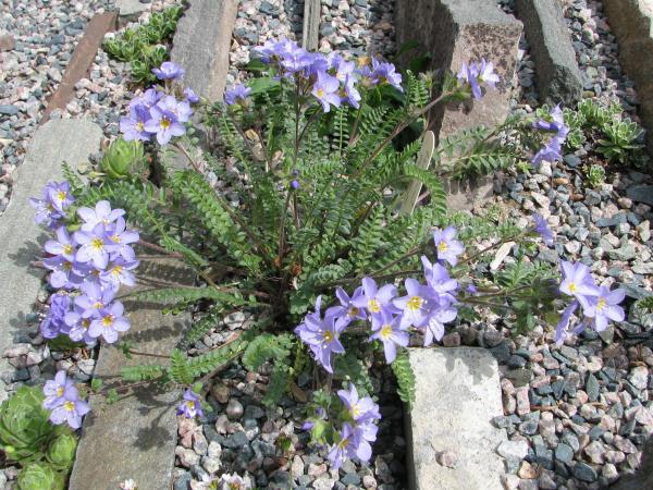 Polemonium pulcherrimum