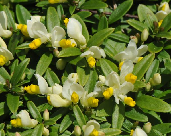 Polygala chamaebuxus