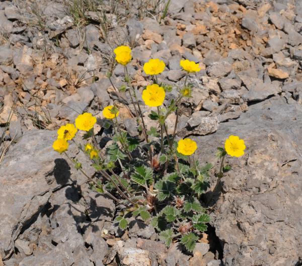 Potentilla nivea