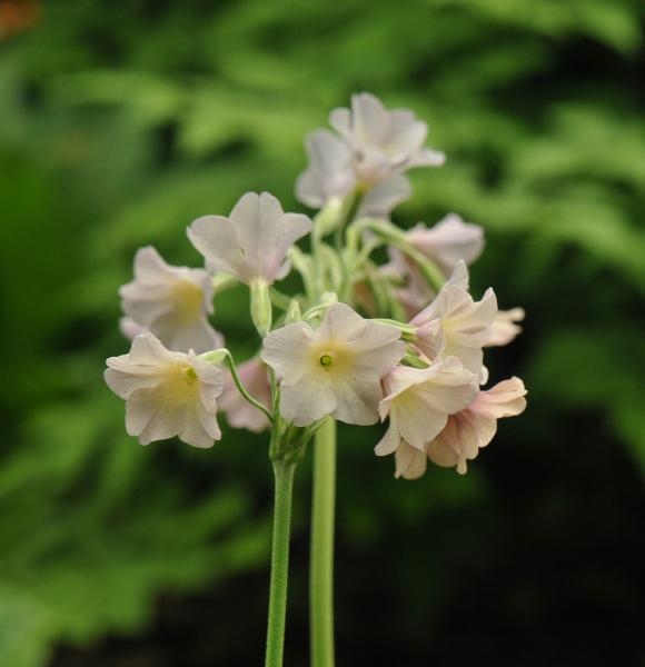 Primula alpicola