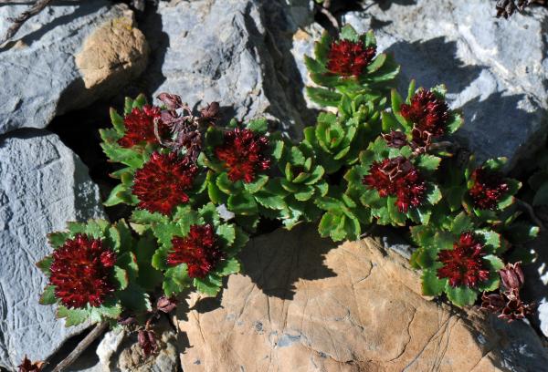 Rhodiola integrifolia