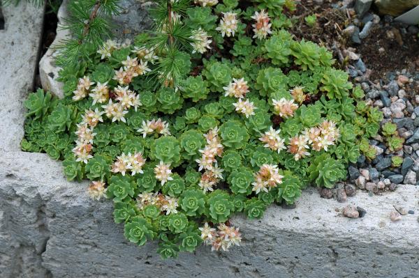 Rhodiola pachyclados