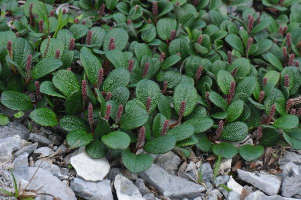 Salix reticulata growing in the wilds of northern Newfoundland.