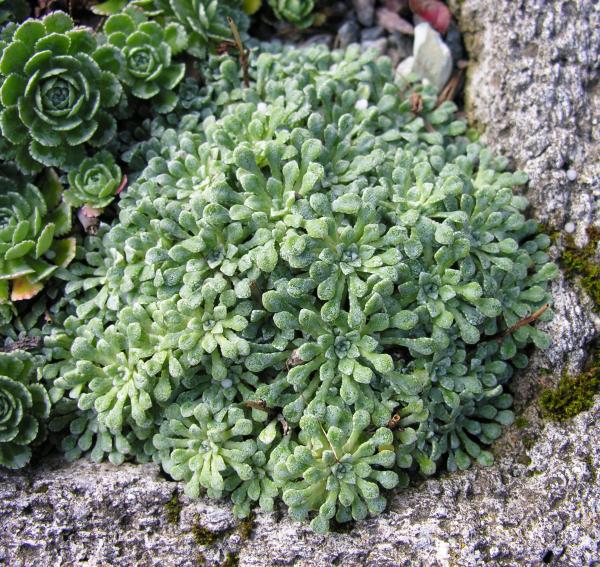 Saxifraga cochlearis; photo by Todd Boland