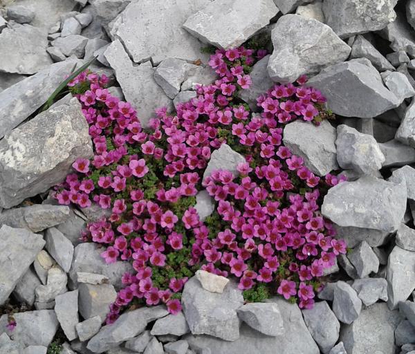 Saxifraga oppositifolia