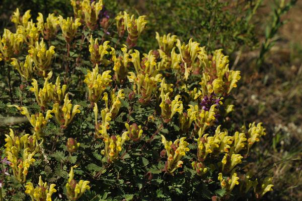 Scutellaria orientalis in the wilds of Georgia