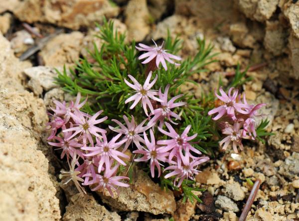 Silene bolanthoides; photo by Todd Boland