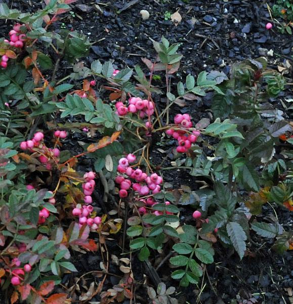 Sorbus reducta